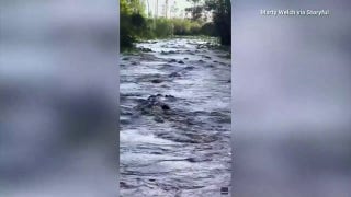 Alligators swarm canal in Georgia state park: 'There's gators everywhere' - Fox News