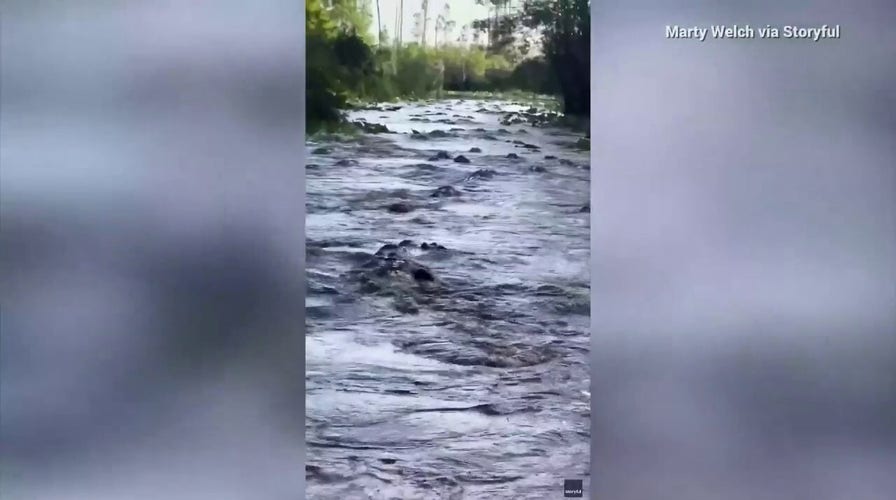 Alligators swarm canal in Georgia state park: 'There's gators everywhere'