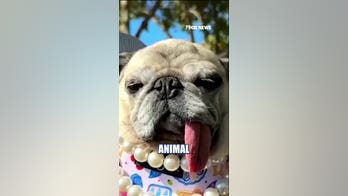 Kat Timpf: I love an ugly animal!