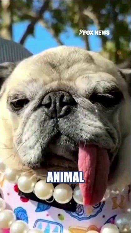 Kat Timpf: I love an ugly animal!