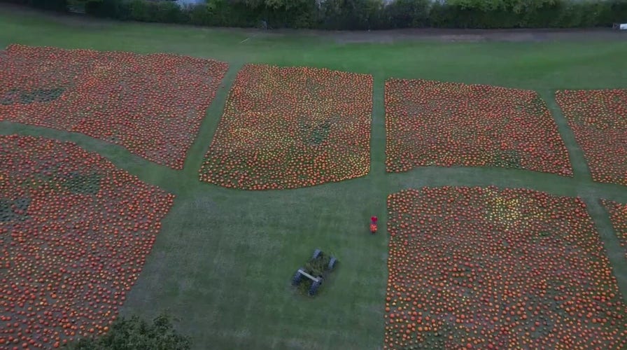 Thousands of Halloween pumpkins displayed on farmland ahead of holiday