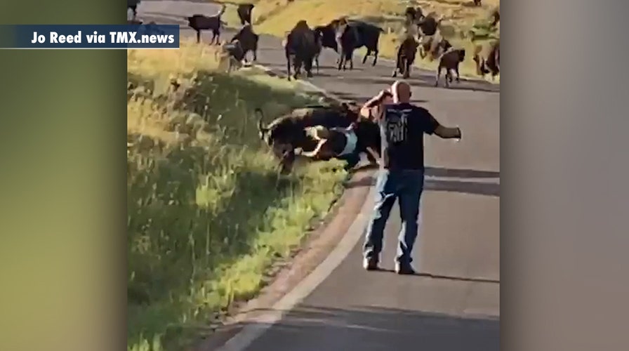 Bison attacks woman after she reportedly got too close to its calf