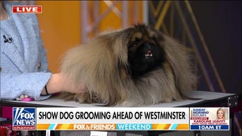 Previewing the 150th annual Westminster Kennel Club dog show