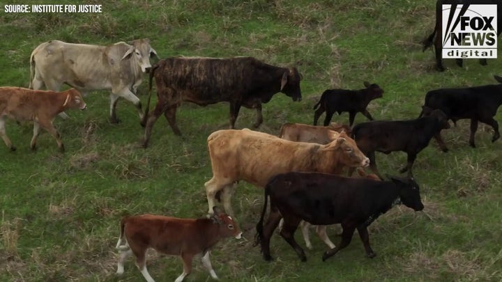 Ranchers say Texas highway project flooded farms, killed animals