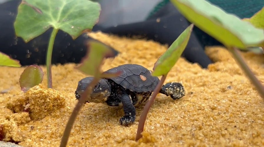 Hatched! Endangered western swamp tortoise eggs