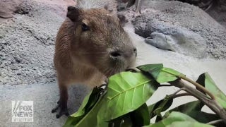 Denver Zoo celebrates ‘Capybara Appreciation Day’ - Fox News