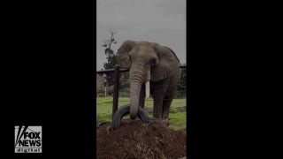 Elephant quickly removes tire from compost pile at Oakland Zoo - Fox News