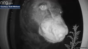 Colorado bear presses face against doorbell camera
