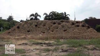 Stray dogs dig makeshift homes on a sand hill