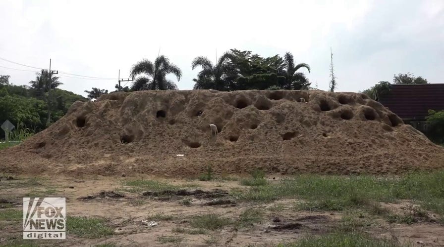 Stray dogs dig makeshift homes on a sand hill