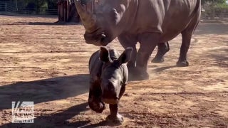 Welcome to the world! First white rhino born in decades in the state of Arizona - Fox News