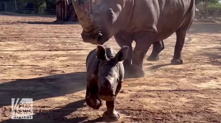 Welcome to the world! First white rhino born in decades in the state of Arizona