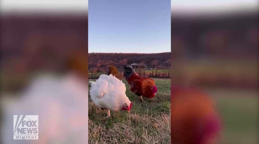 Rooster and hen fall in love: Their unusual love story