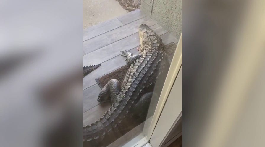 Florida alligator blocks man's front door