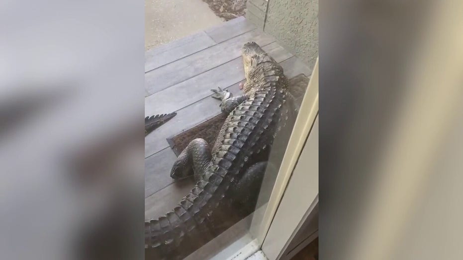 Florida man's front door blocked by massive alligator