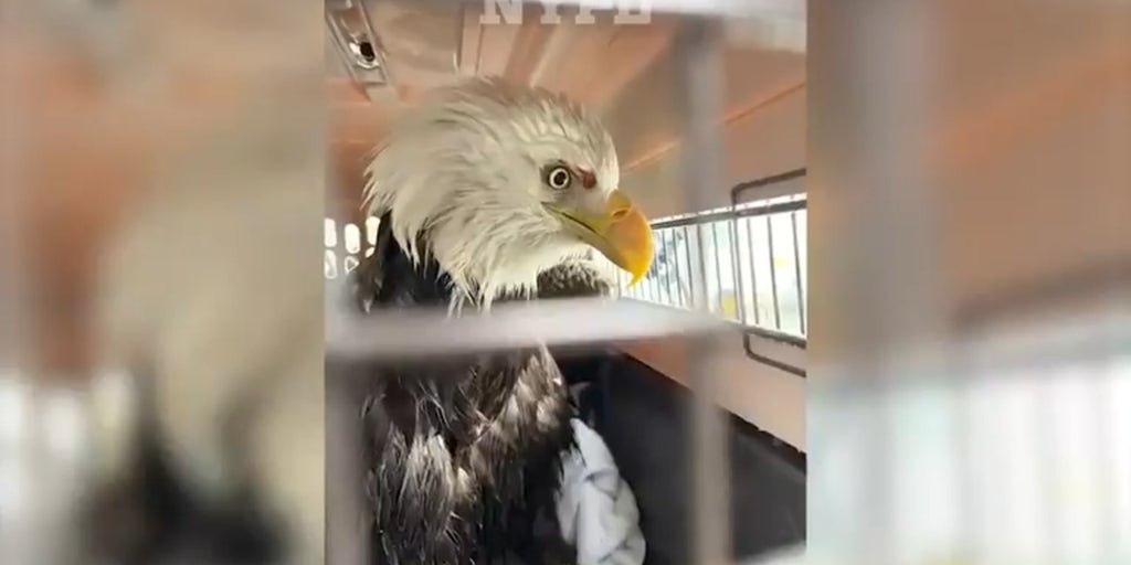 NYPD officers rescue bald eagle floating on ice in Hudson River