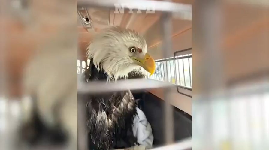 NYPD officers rescue bald eagle floating on ice in Hudson River