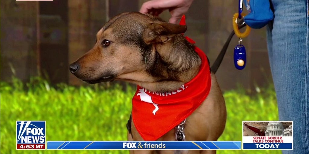 Tips & tricks for your new Christmas puppy | Fox News Video