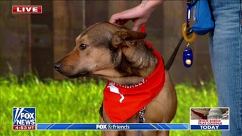 Tips & tricks for your new Christmas puppy