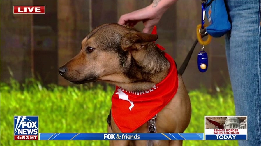 Tips & tricks for your new Christmas puppy