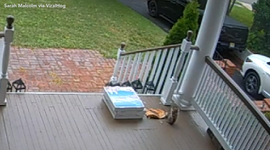 New Jersey squirrel caught stealing pizza after contactless delivery