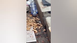 Raccoon caught sneaking ballpark food through hole in stands