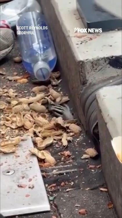Raccoon caught sneaking ballpark food through hole in stands