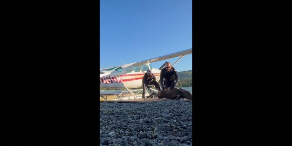 Alaska man, police officers rescue baby moose after getting stuck in a lake