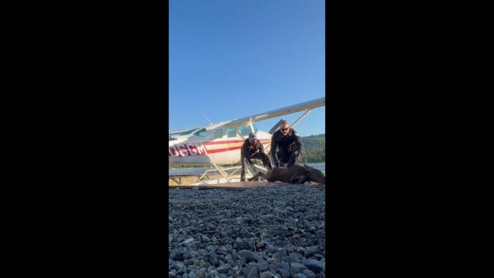 Alaska man, police officers rescue baby moose after getting stuck in a lake