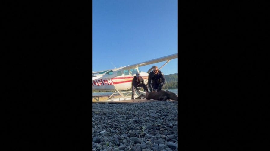 Alaska man, police officers rescue baby moose after getting stuck in a lake
