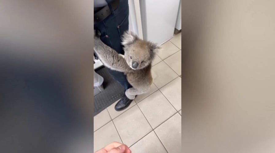 Wild koala wanders inside an Australian convenience store and jumps on worker’s leg