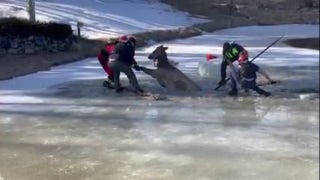 Colorado fire/rescue team saves elk - Fox News