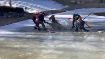 Colorado fire/rescue team saves elk