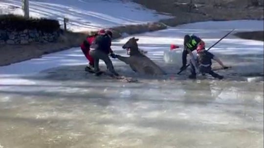 Colorado fire/rescue team saves elk