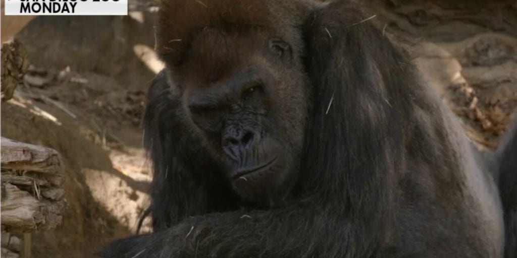 San Diego Zoo reports first cases of coronavirus transmission to apes