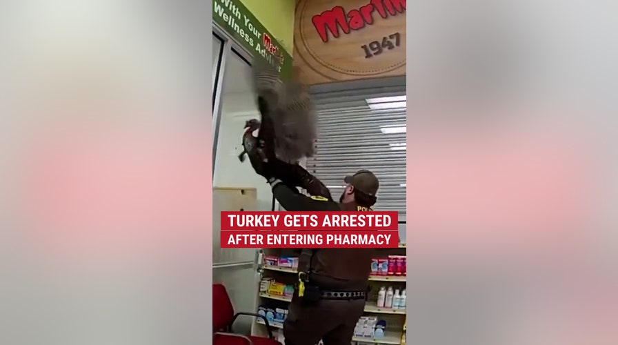 A turkey got arrested after trespassing into a pharmacy