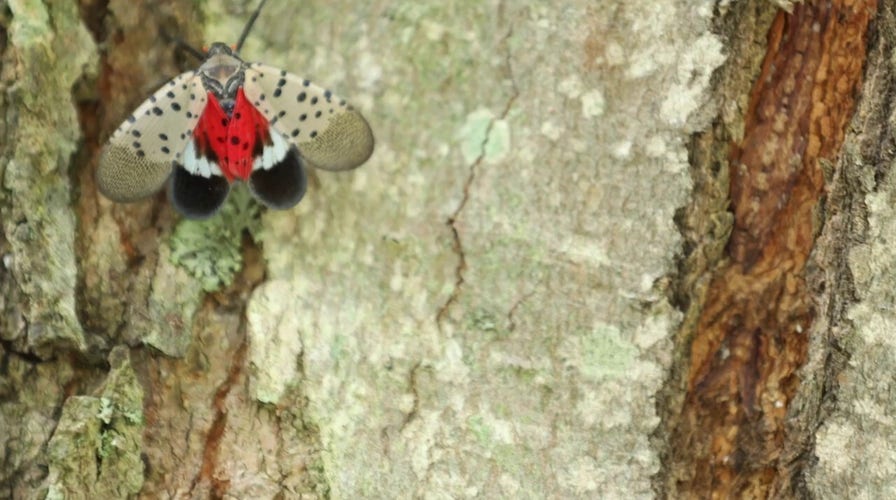 Spotted lanternfly population could surge this summer, experts warn