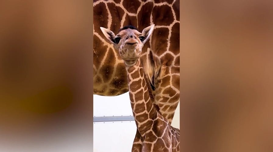 Newborn giraffe already charming zoo visitors with distinctive hairdo