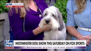 Westminster Kennel Club Dog Show kicks off Saturday on Fox Sports - Fox News