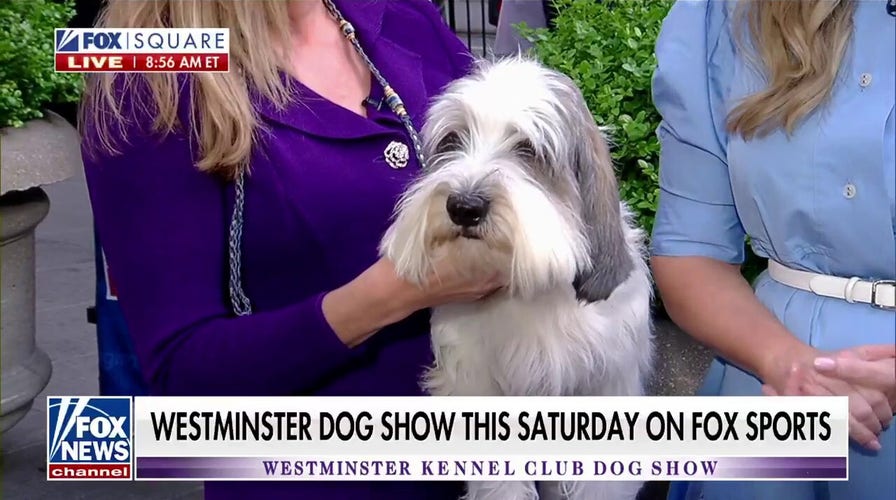 Westminster Kennel Club Dog Show kicks off Saturday on Fox Sports