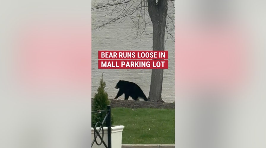 Bear runs loose in mall parking lot 
