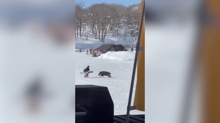 Wild boar charges down ski slope, attacks group of snowboarders