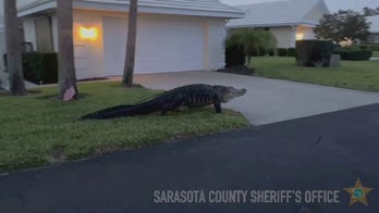 Massive alligator spotted lumbering through Florida neighborhood, video shows