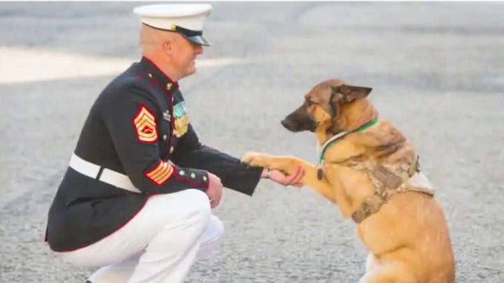 Pentagon denies leaving military dogs in cages at Kabul airport