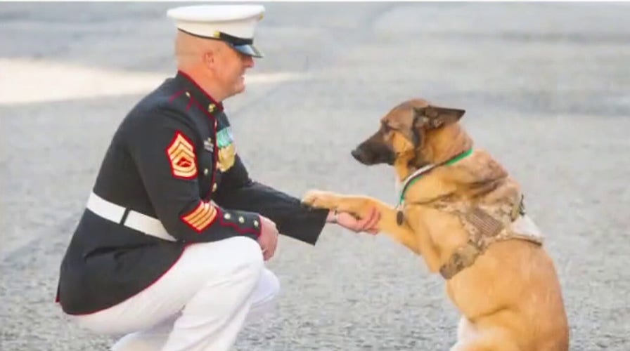 Pentagon denies leaving military dogs in cages at Kabul airport