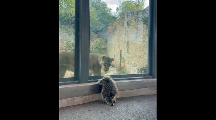  Adorable encounter: Watch this lion try to 'pet' a porcupine