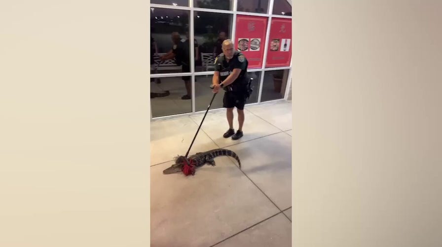 Manatee County Sheriff’s Office deputy sweeps alligator away from Florida restaurant