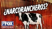 ¿Carne Infiltrada? Ganado, cárteles y una crisis de carne en EE.UU.