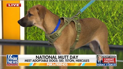 National Mutt Day aims to help shelter dogs find forever homes - Fox News