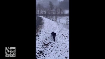 North Carolina pup enjoys the snow-covered greenery